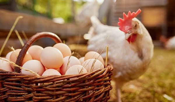 Top 5 Foods for Height Growth