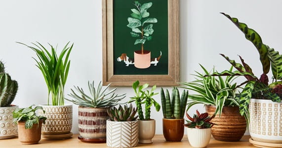 How to Propagate Indoor Houseplants Successfully for Beginners