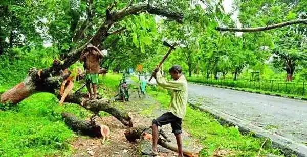 Is Cutting Trees on Your Own Land Legal