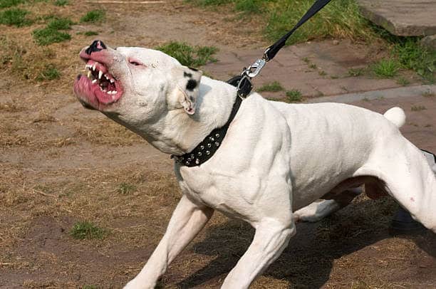 Is Pitbull Legal in India
