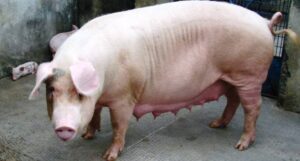 Is Pork Legal in India?